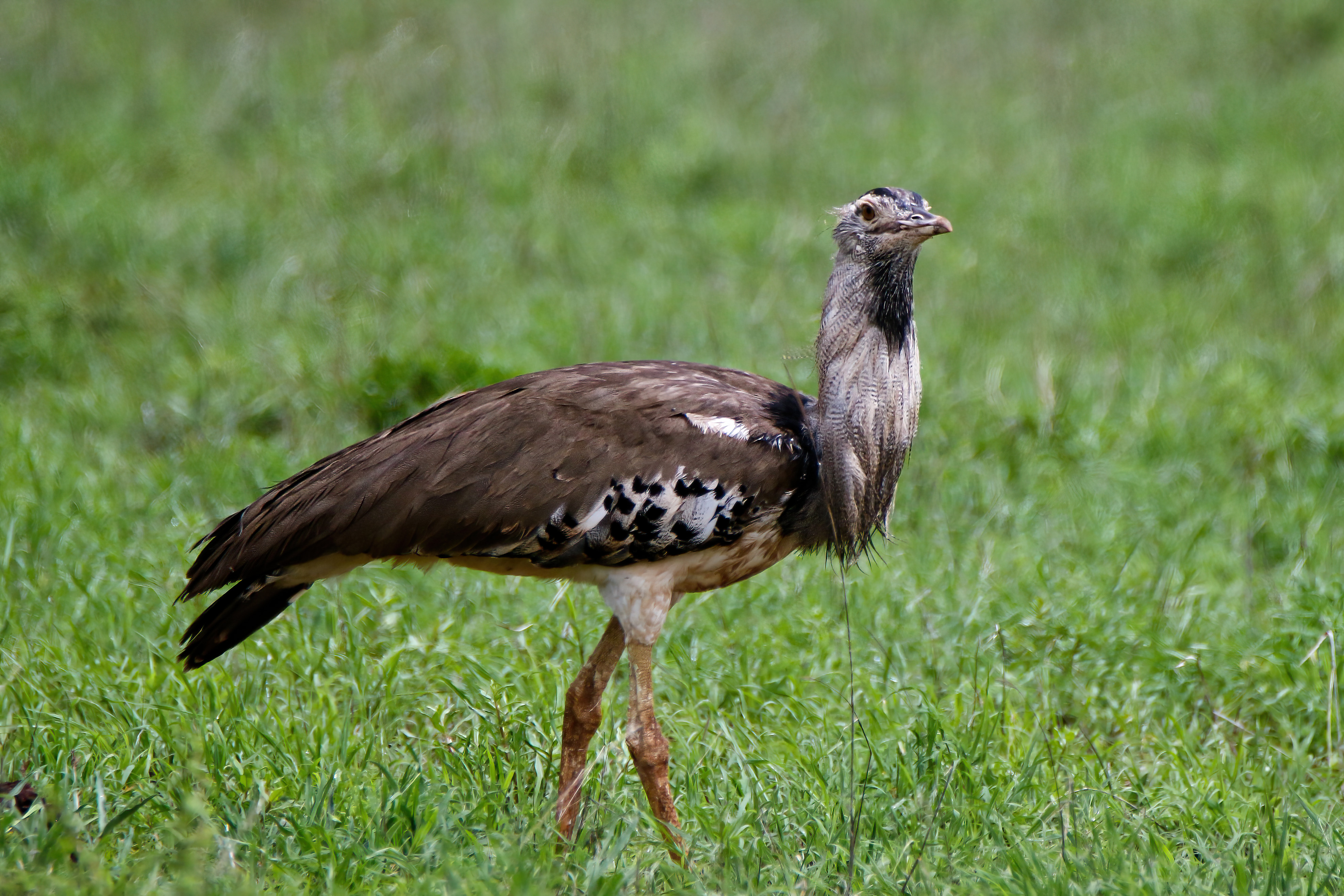 Naturdagbog fra Kenya